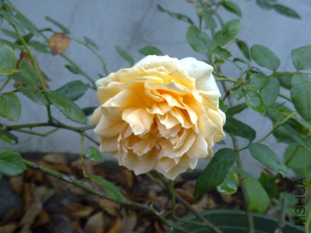 201108121739.jpg
