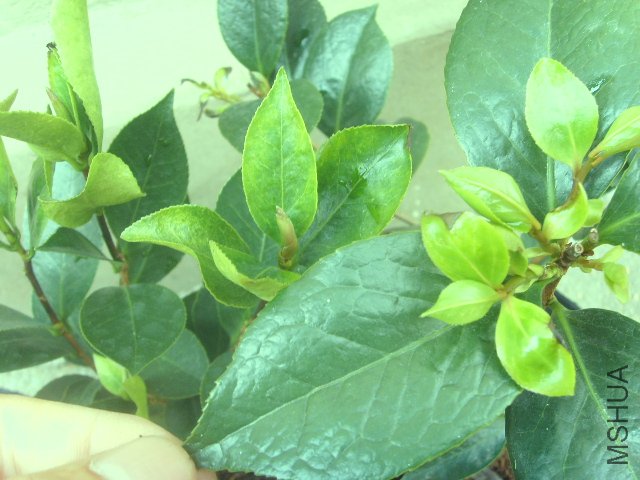 SSL23555.JPG