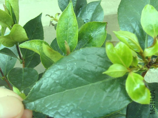 SSL23556.JPG