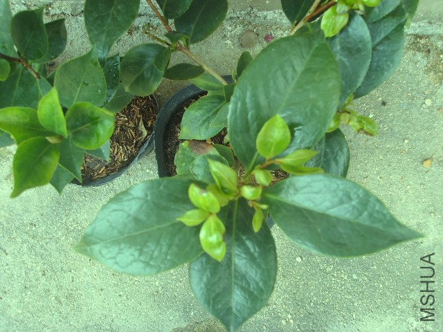 SSL23559.JPG