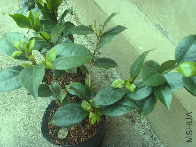 SSL23560.JPG