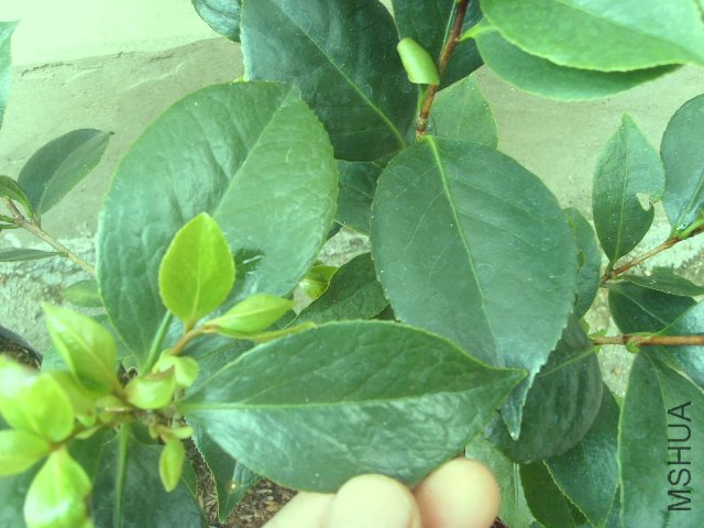 SSL23562.JPG