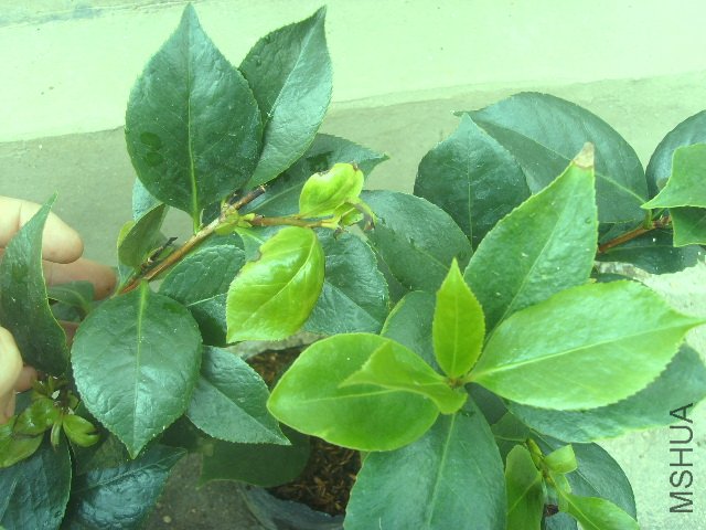 SSL23566.JPG