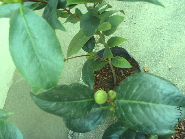 SSL23568.JPG