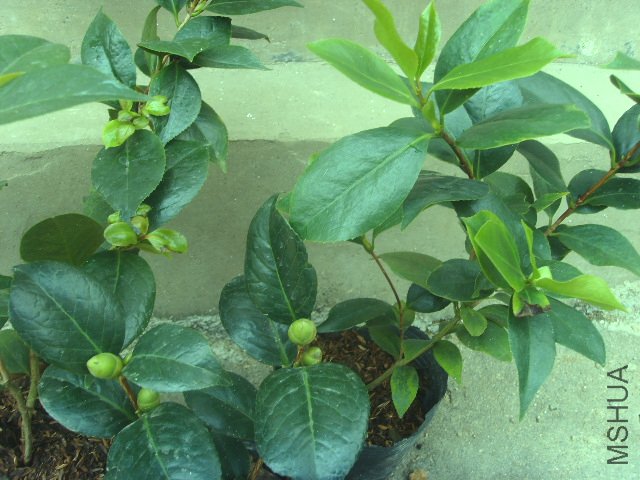 SSL23569.JPG
