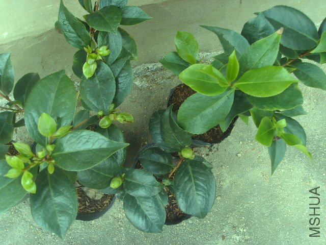 SSL23572.JPG