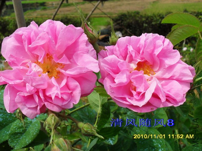 ǧҶõ��1 (2).jpg