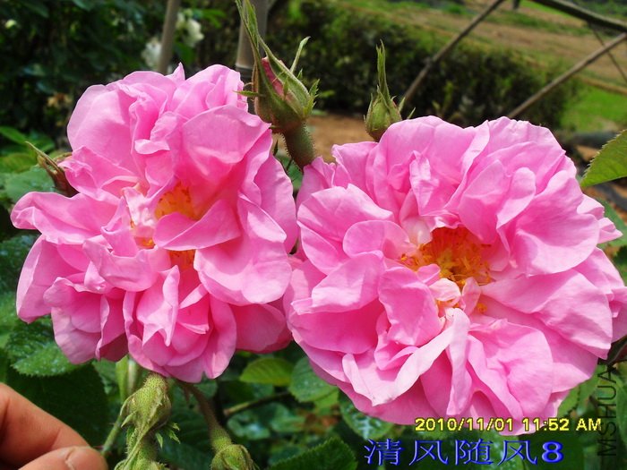 ǧҶõ��1 (3).jpg