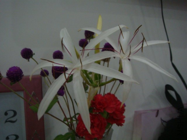 DSC06674.JPG
