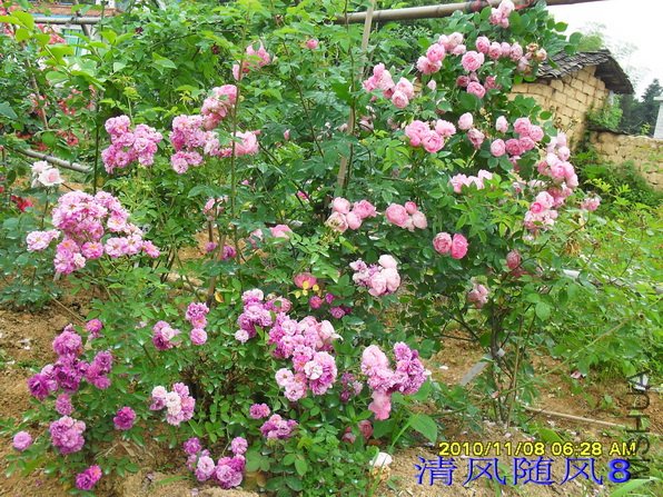 ��С�ܲ�ͷ (5).jpg