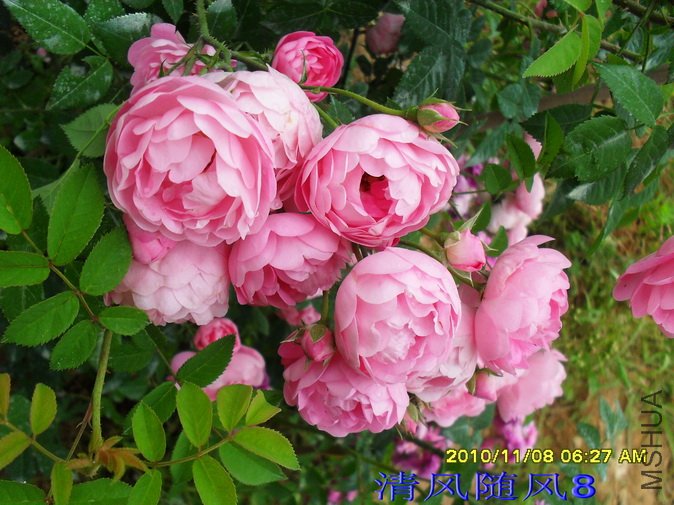 ��С�ܲ�ͷ (4).jpg