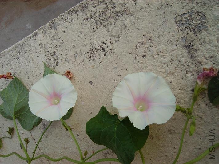 PICT0933.JPG