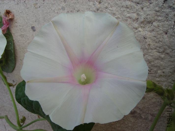 PICT0937.JPG