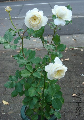 patience2009-6.jpg