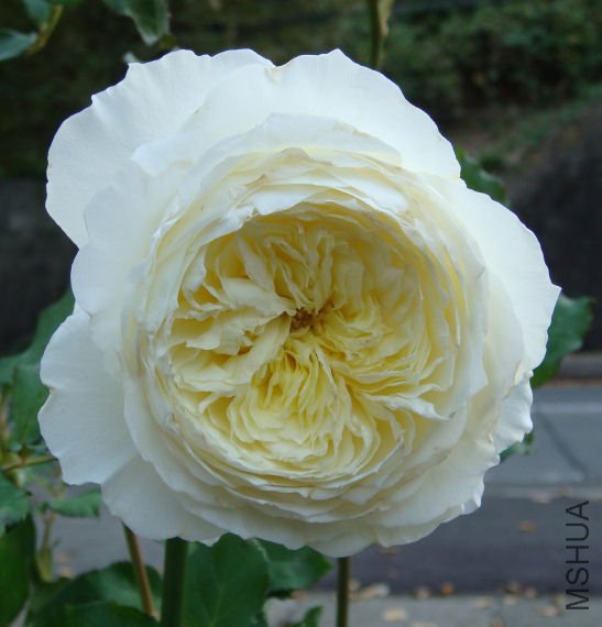patience2009-5.jpg
