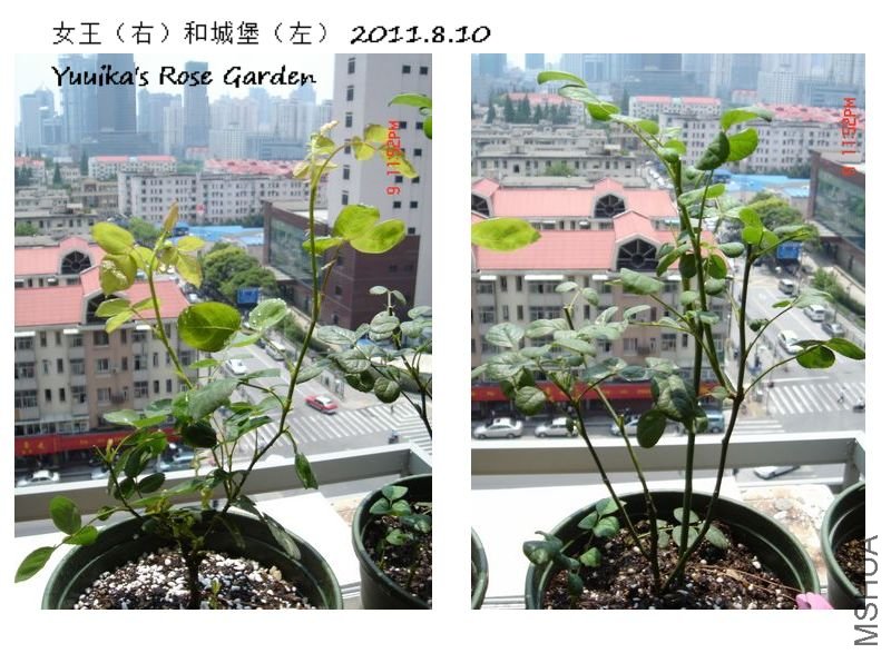 2011.8.10.jpg