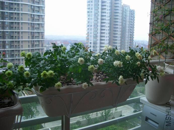 ������С CIMG0032.JPG