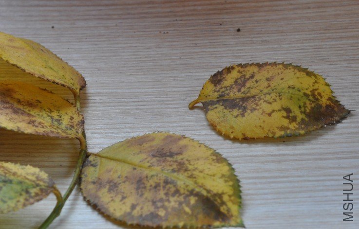 �ȱ���ˣ�Ȼ����ˡ�