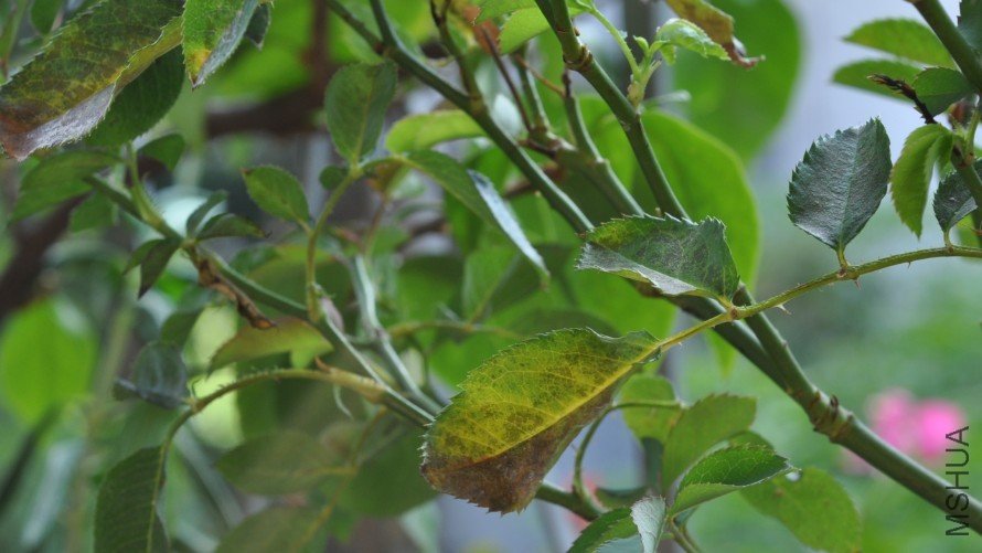 �ȱ���ˣ�Ȼ����ˡ�