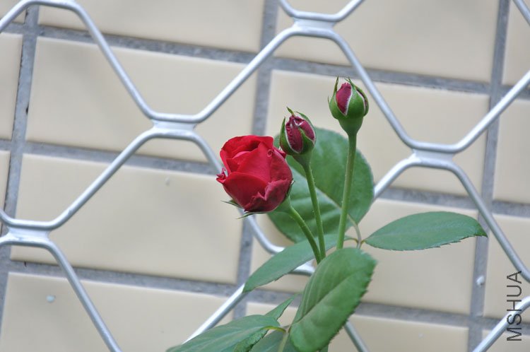 DSC_2758.JPG