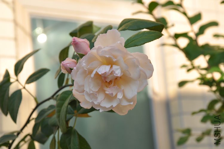DSC_2767.JPG