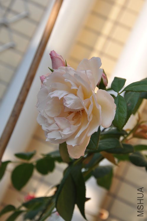DSC_2770.JPG