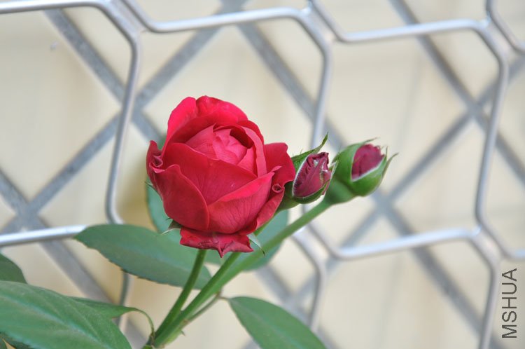 DSC_2774.JPG