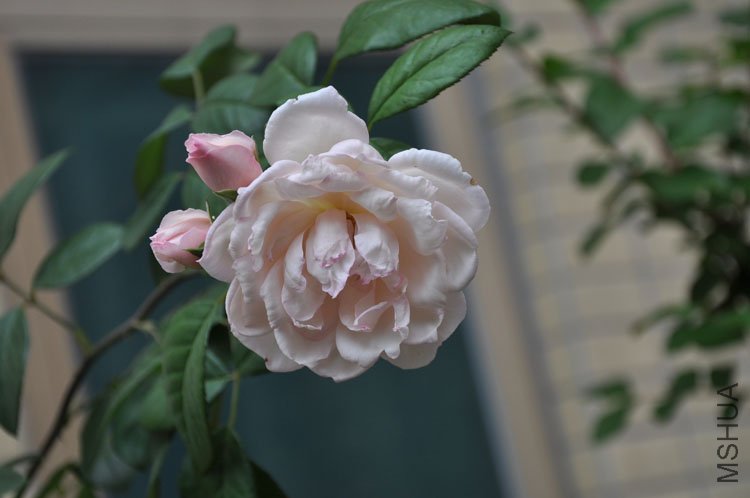 DSC_2784.JPG