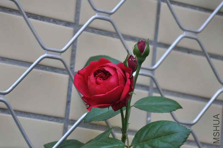 DSC_2801.JPG
