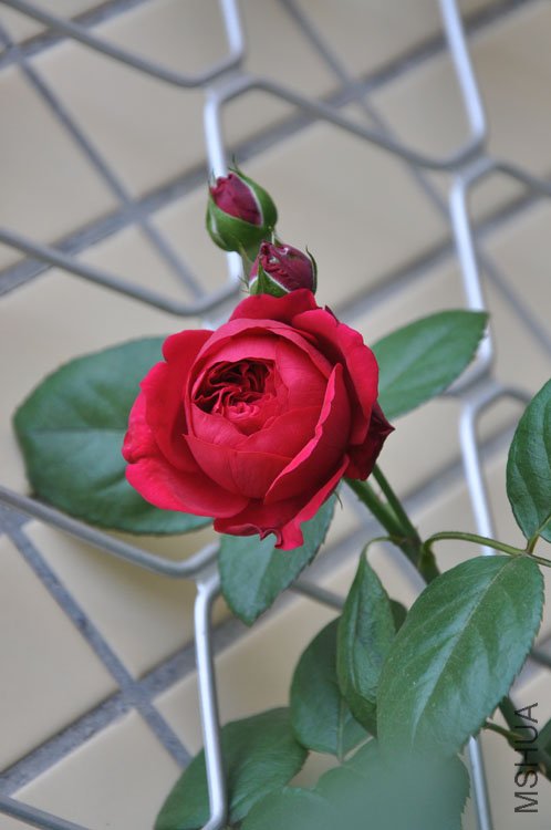 DSC_2802.JPG