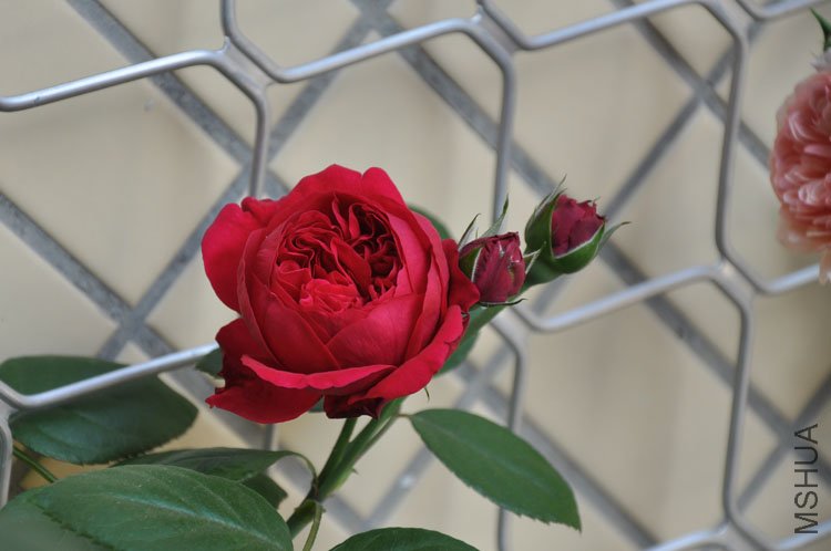 DSC_2805.JPG