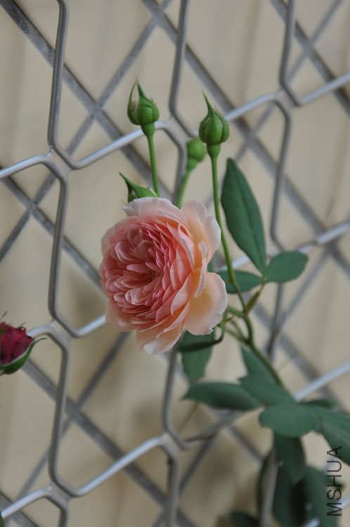 DSC_2806.JPG