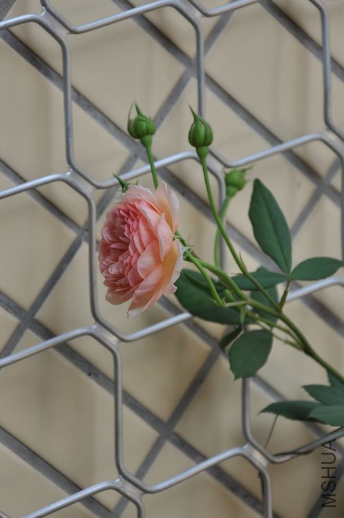 DSC_2809.JPG