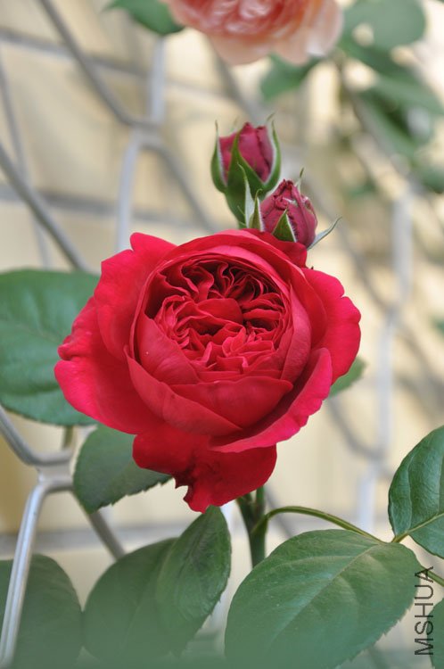 DSC_2811.JPG