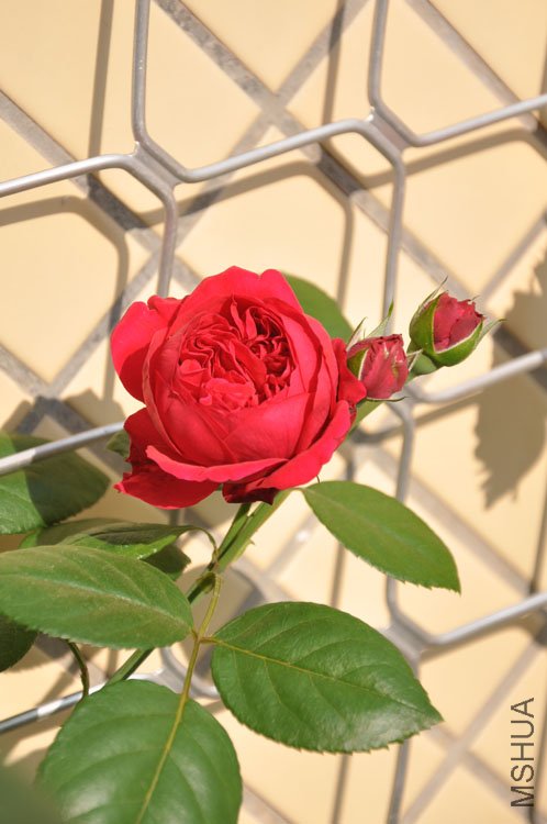 DSC_2818.JPG