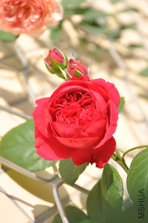 DSC_2819.JPG