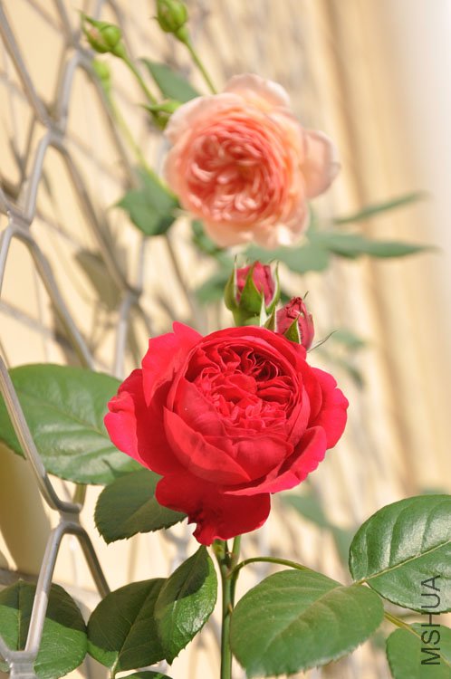 DSC_2821.JPG