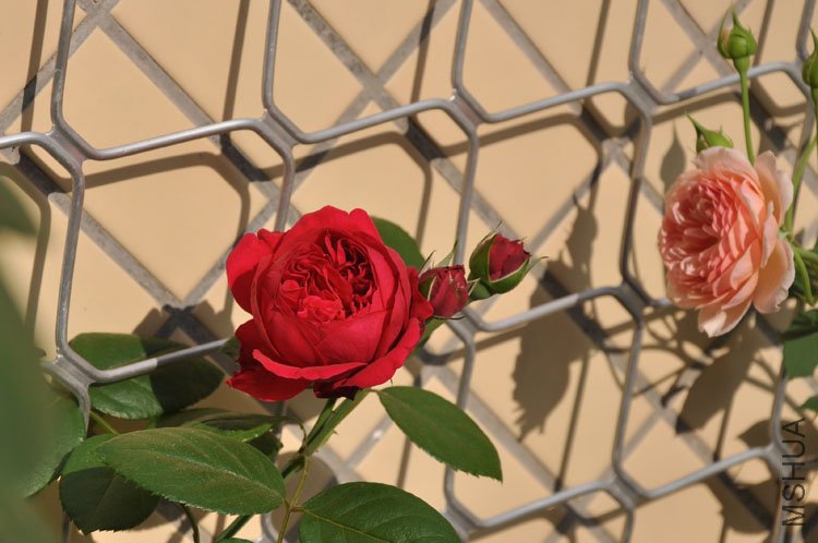 DSC_2826.JPG