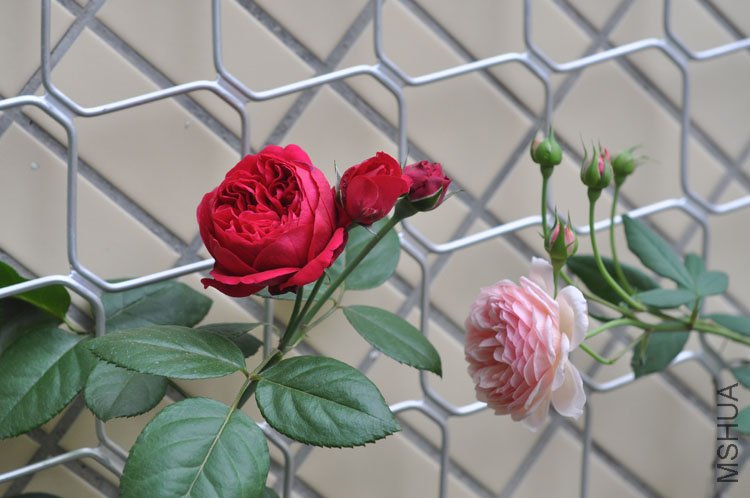 DSC_2834.JPG