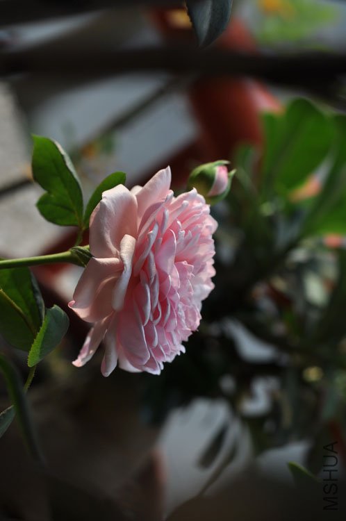 DSC_3173.jpg