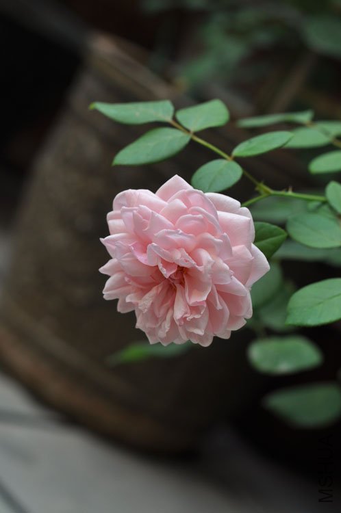 DSC_3256.JPG