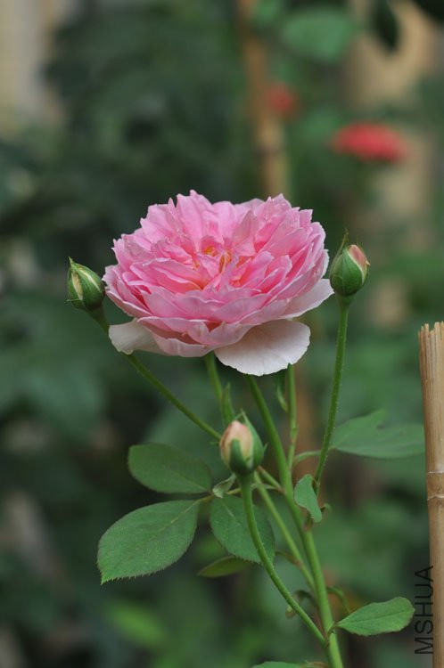 DSC_3258.JPG