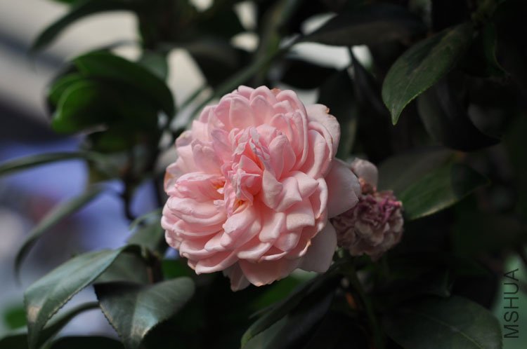 DSC_3277.JPG