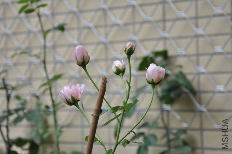 DSC_3293.JPG