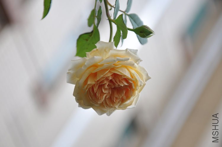DSC_3295.JPG
