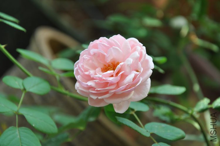 DSC_3308.JPG