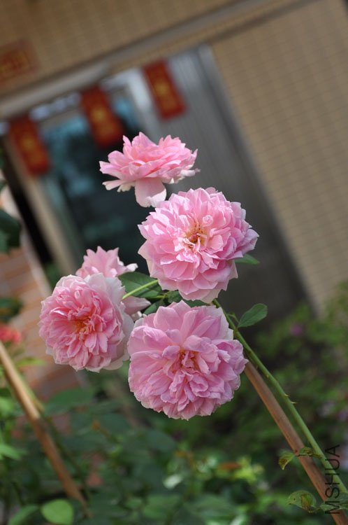 DSC_3309.JPG