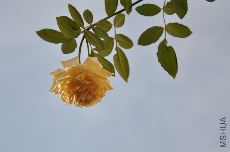 DSC_3319.JPG