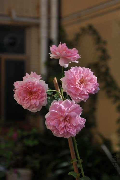 DSC_3322.JPG