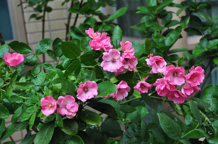 DSC_5376.JPG